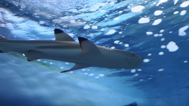 水族馆里的黑鳍礁鲨。有选择性的重点视频下载
