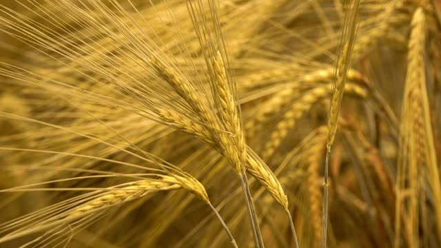 农地上，风浪卷起一穗金黄色、成熟的黑麦。食物、面粉和面包丰收概念视频素材