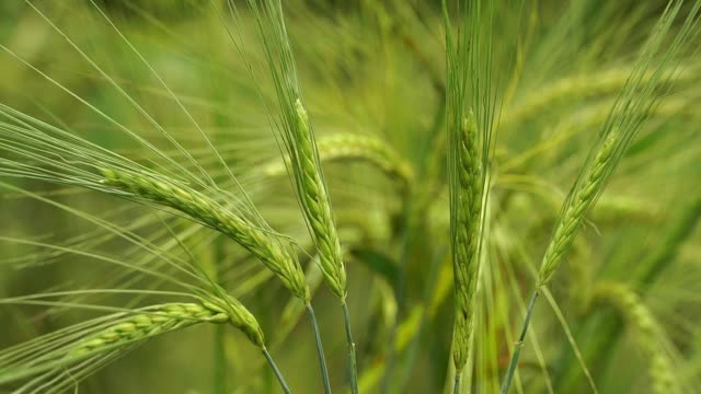 农地上，风浪卷起了绿黑麦的大穗。食物、面粉和面包丰收概念视频素材