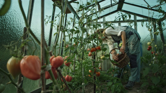 温室里的女人。采摘和闻成熟的西红柿视频素材