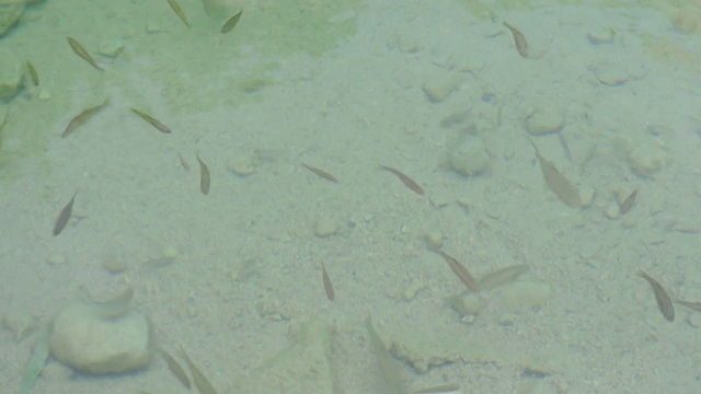鱼儿在山上清澈透明的河水中游泳。视频素材