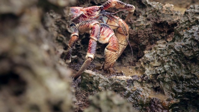 澳大利亚圣诞岛上的强盗蟹视频下载