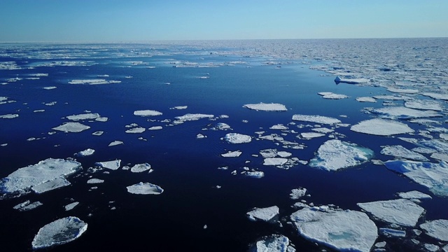 空中WS北极熊在浮冰之间游泳视频素材