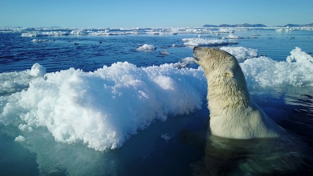北极熊正游在浮冰上，聚精会神地环顾四周视频素材