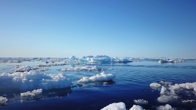 跟踪北极熊游泳在开放水域的浮冰之间视频素材