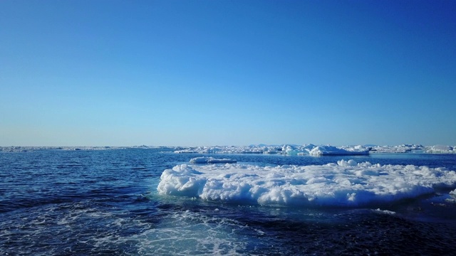 在MS的追踪中，北极熊走过浮冰，潜入大海视频素材