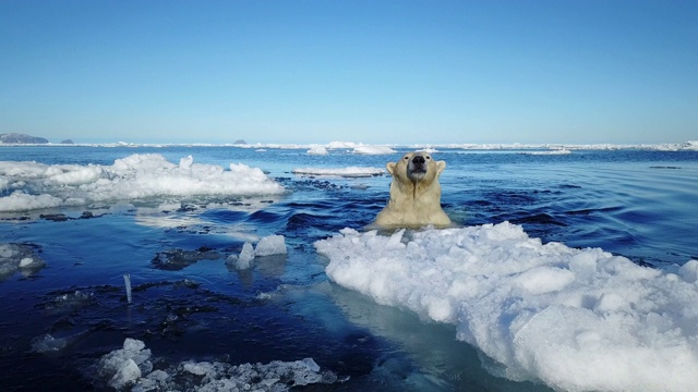 MS追踪回来，北极熊游向镜头，穿过浮冰视频素材
