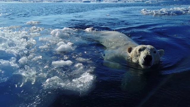 MS进入CU后，北极熊游向摄像机，爬上了浮冰视频素材