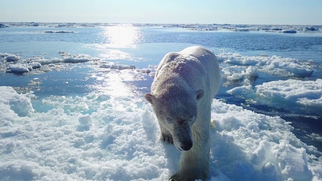 这只北极熊穿过浮冰，潜入大海视频素材