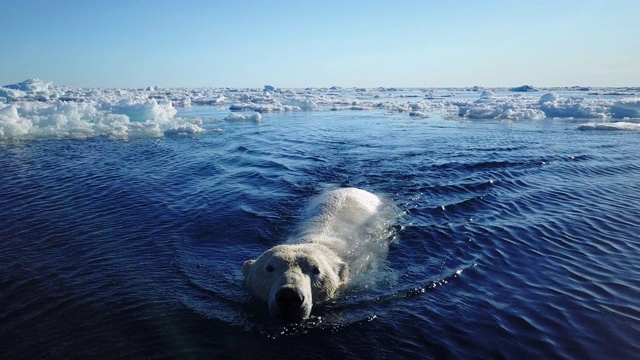 MS追踪回来，北极熊游向镜头视频下载