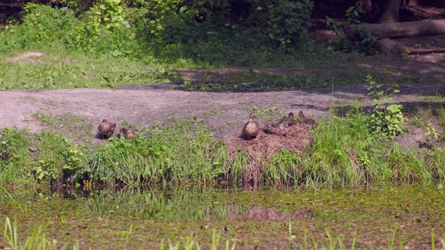 一群野鸭坐在水库岸边，镜头移动视频下载