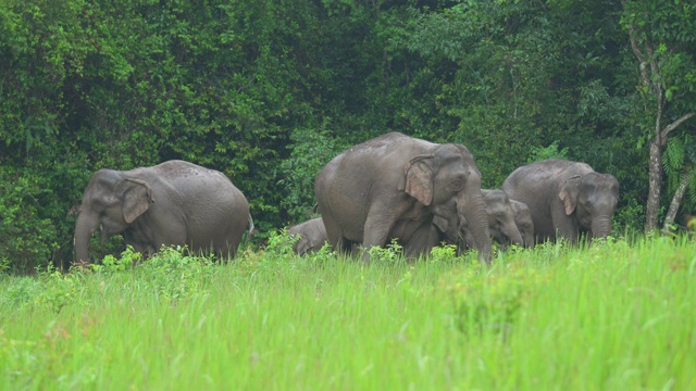 森林里的大象群视频素材
