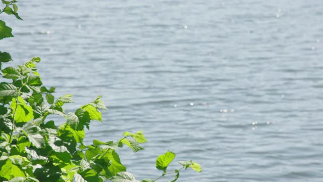 荡漾的湖水/柏林，德国视频素材