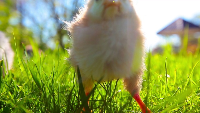 小草里的小鸡视频下载