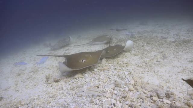 黄貂鱼在马尔代夫的暗礁上游泳视频素材