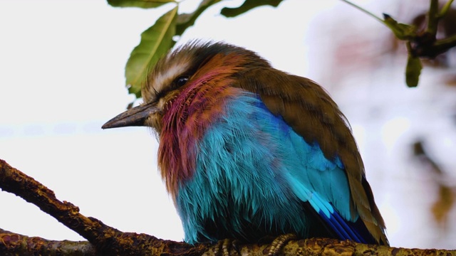 乳香胸纹辊纹非洲鸟视频素材
