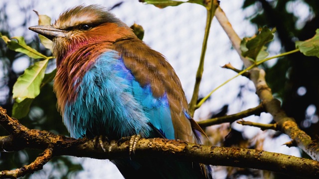 乳香胸纹辊纹非洲鸟视频素材