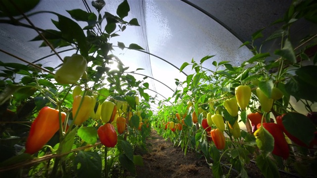 俄勒冈有机农场温室里的甜椒视频素材
