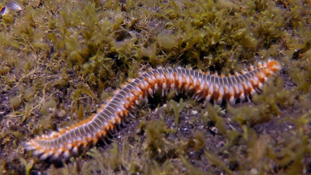 大西洋水下的海蜈蚣。视频下载