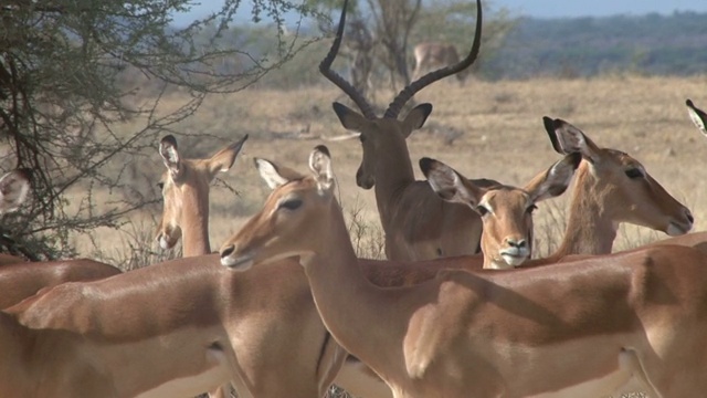 这是一群黑斑羚的特写，中间是一只雄羚视频素材