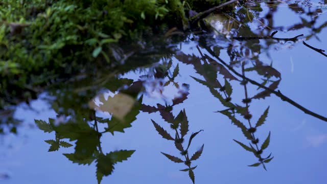 水沼泽上植物的倒影视频素材