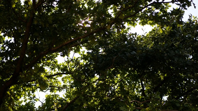 阳光明媚的夏日，透过绿油油的树叶可以看到阳光。视频下载
