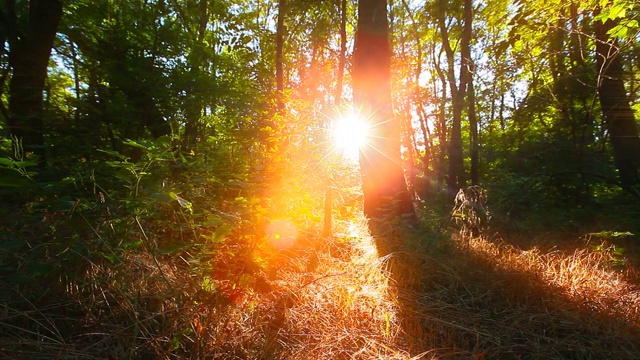 森林里的早晨。阳光穿过树木视频下载
