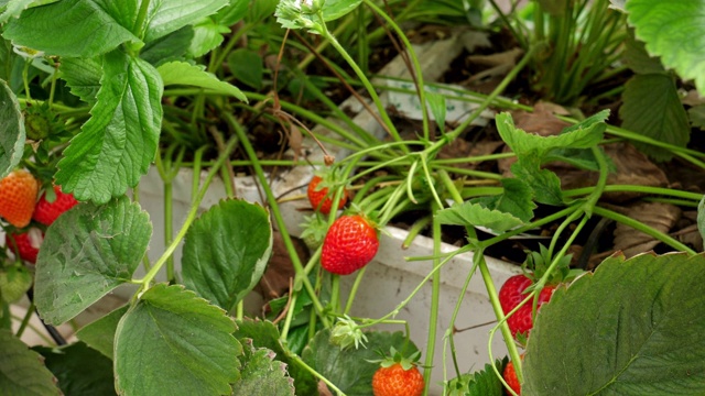 农民在有机温室里采摘草莓。视频素材