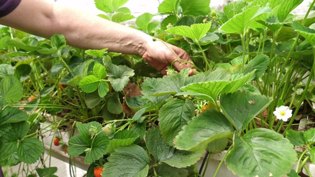 农民在有机温室里采摘草莓。视频素材