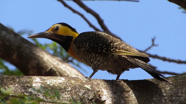 大啄木鸟的特写镜头。视频下载