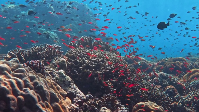 珊瑚礁里的海洋生物视频素材