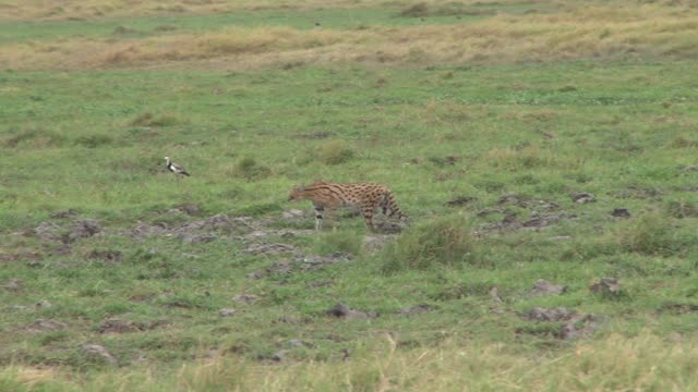 安博塞利沼泽地里，几只猫从河马身边走过视频素材