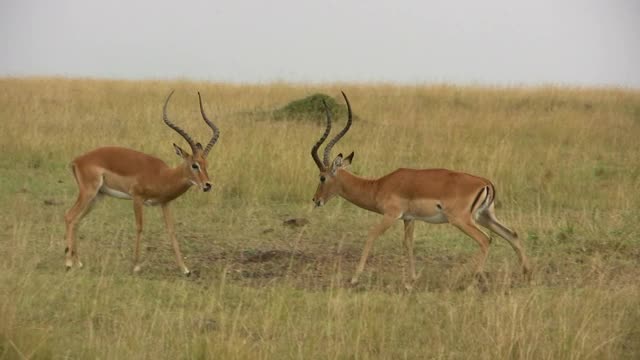 在短暂的姿势之后，雄性黑斑羚又开始了一场激烈的战斗视频素材