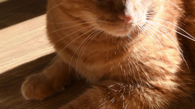 在明亮的阳光下的虎斑红猫肖像。可爱的猫动头视频素材