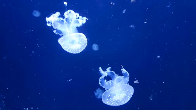 两只水母在动物园的玻璃后面游泳。视频素材
