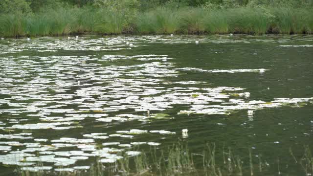 湖面上漂浮着绿色的睡莲视频素材