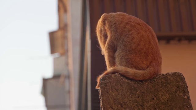 日落时分，流浪猫在街上视频下载