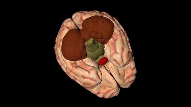 从下面看，人的大脑在旋转视频下载