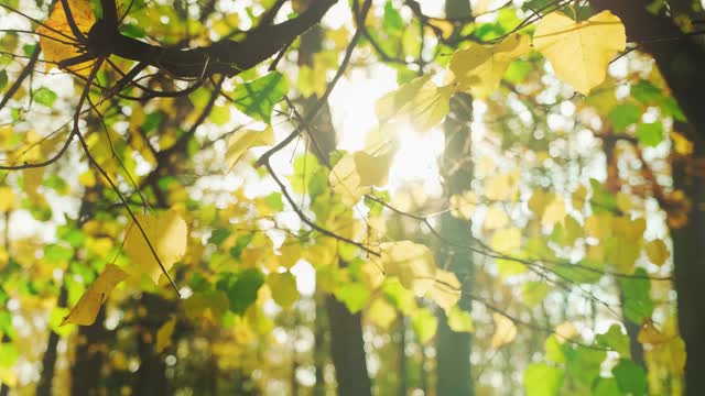 美丽的阳光和太阳耀斑透过树顶，阳光透过树叶视频素材