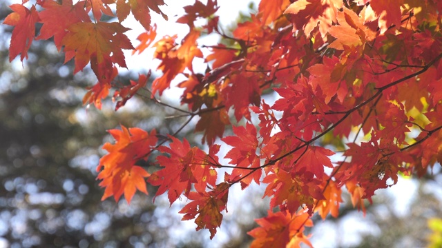 秋天的时候，红叶变了颜色视频素材