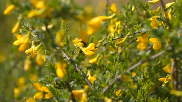 灌木上开着黄色的花。蜜蜂采集花蜜。视频素材