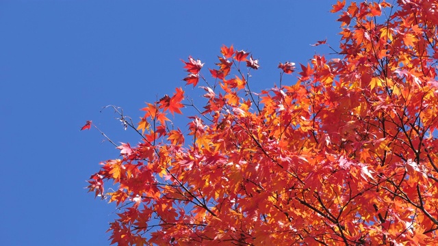 秋天的时候，红叶变了颜色视频素材
