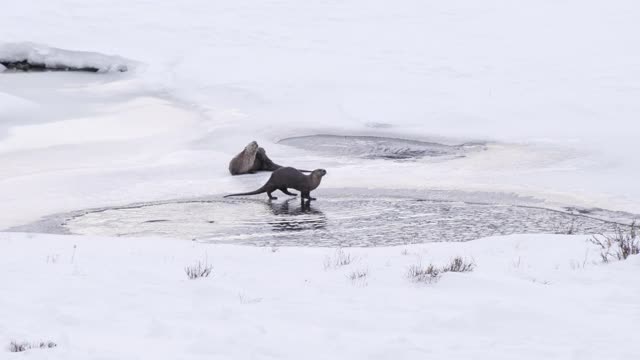 在黄石公园的冬天，河獭从一个部分结冰的池塘里喝水视频素材