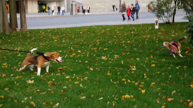 狗在公园里散步。秋天的天气。宠物。比格尔在草地上玩耍。在4 k拍摄视频下载