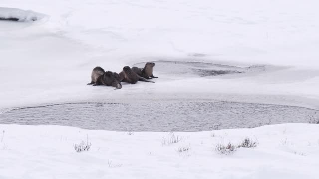 黄石公园冬季拍摄的三只水獭看着摄像机视频素材