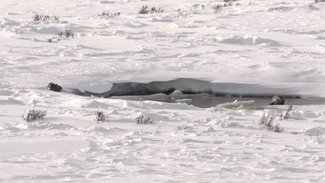 冬天在黄石公园的雪中嬉戏的水獭的照片视频素材