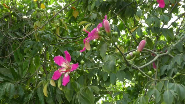 红花在大树和平坦的天空视频下载