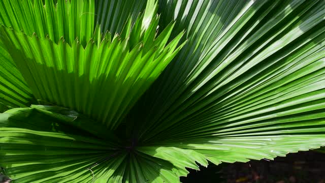 热带棕榈叶视频素材