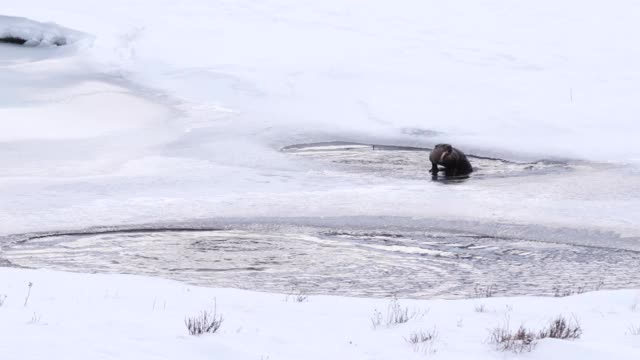 黄石公园里一只河獭在冬天吃鳟鱼的正面视图视频素材