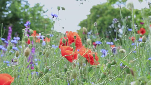 野花——草地上的罂粟花、矢车菊、雏菊。视频素材